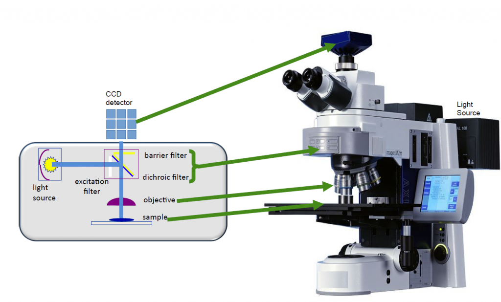 Schematic representation of M-FISH Detection.